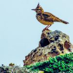 Aves