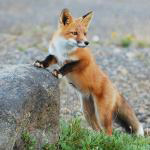 Fauna