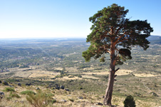 Árboles